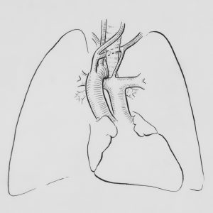 Chest Ultrasound – Τransthoracic